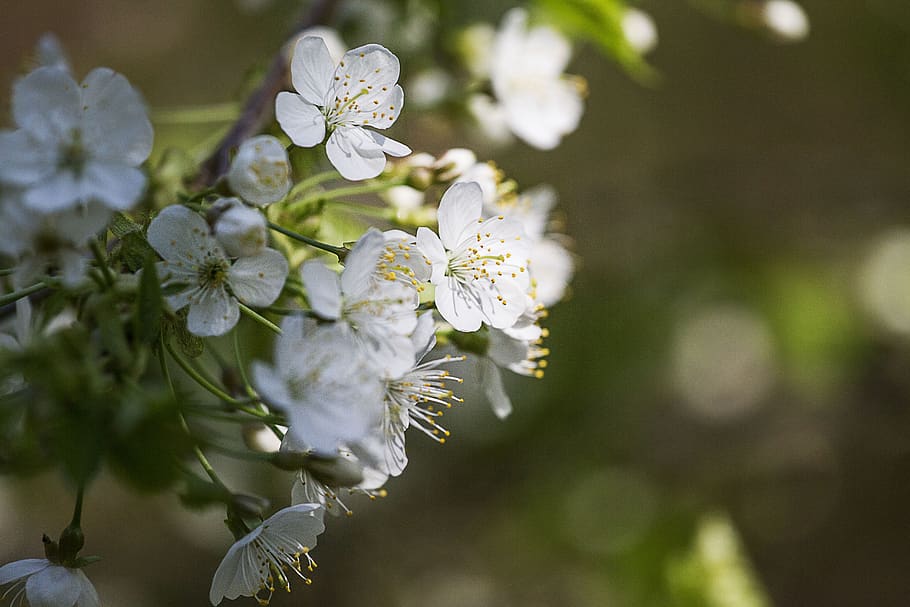 spring, tree, flower, nature, branch, branches, romance, flowering plant HD wallpaper
