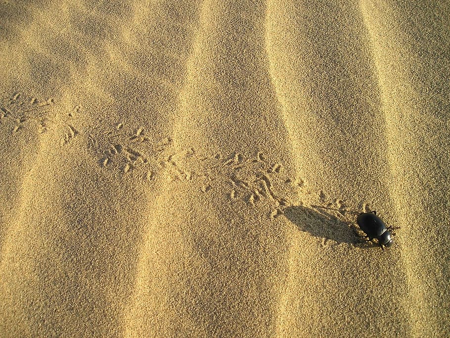 brown beetle on sand, Desert, Sand, Pattern, sand pattern, drift HD wallpaper