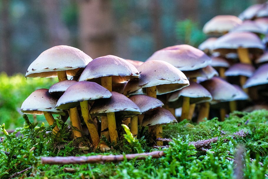 forest, autumn, mushrooms, nature, leaves, golden autumn, fall foliage HD wallpaper