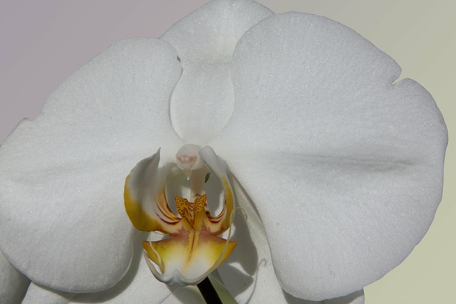 orchid, white, flower, blossom, bloom, flora, nature, queen of flowers HD wallpaper