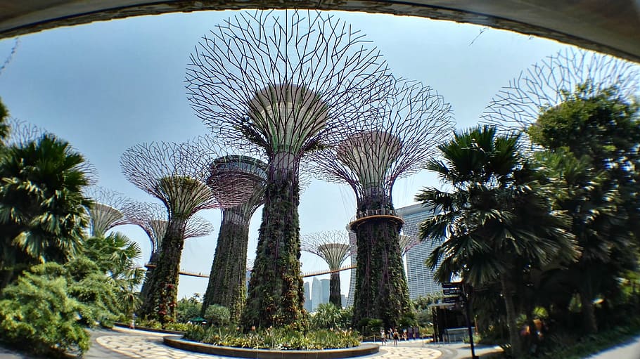 artificial tree, singapore, botanical garden, plant, palm tree, HD wallpaper
