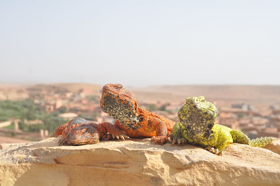 desert, sahara, morocco, dunes, animal wildlife, animals in the wild HD wallpaper