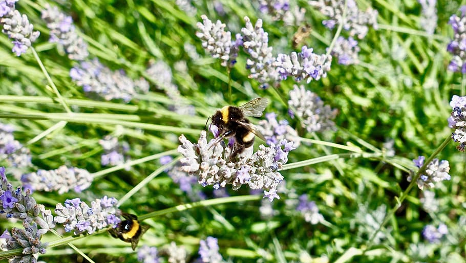 bee, nectar, nature, insect, flora, flower, summer, blossom HD wallpaper