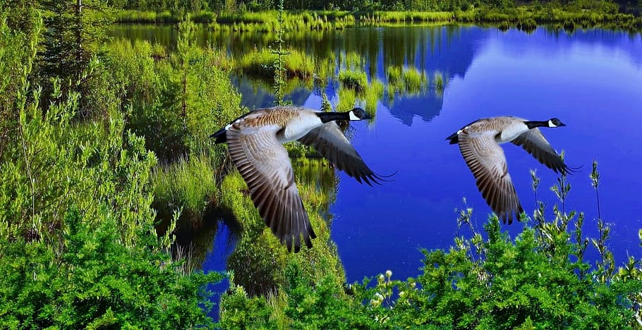Lake, Reflection, Wild Ducks, vegetation, forest, plants, birds HD wallpaper
