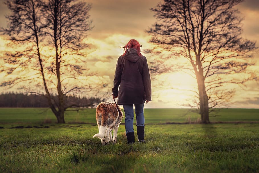 adult brownish-white Saint Bernard and person in black jacket walking on green grasses during sunset, HD wallpaper