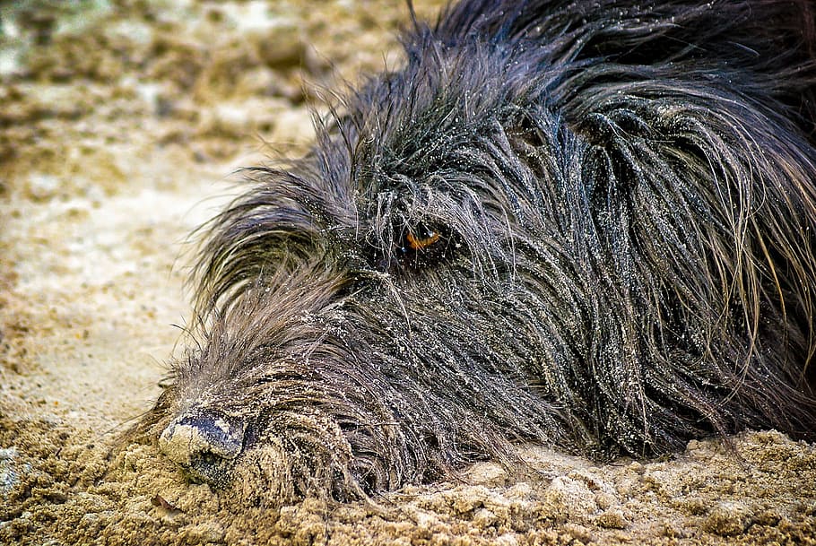 dog, sand, hundeportrait, relaxed, one animal, mammal, animal themes HD wallpaper