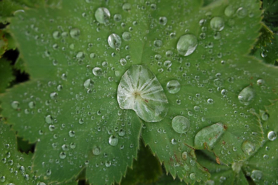 drop of water, leaf, macro, drip, rain, dew, raindrop, green HD wallpaper