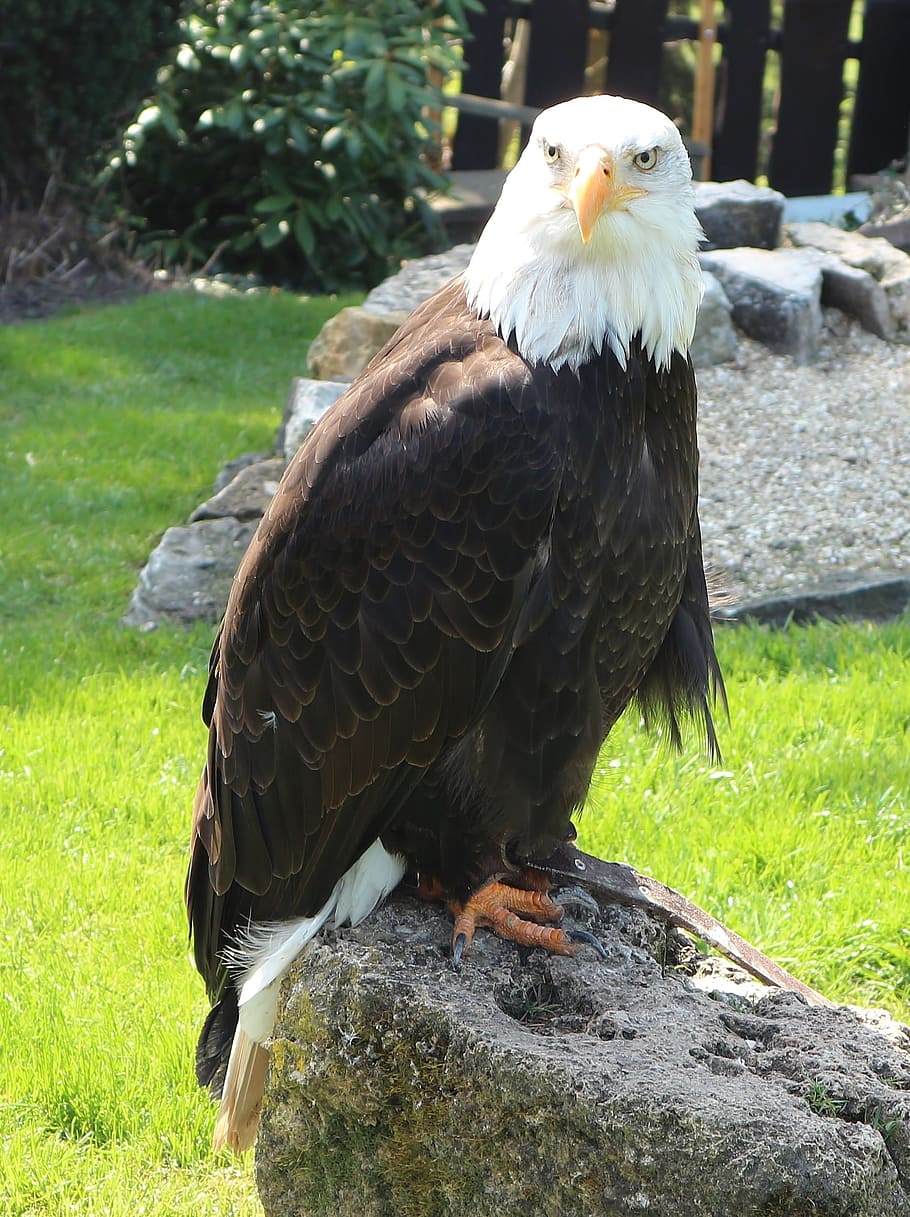 Eagles Waiting In Detmold, white tailed eagle, adler, raptor