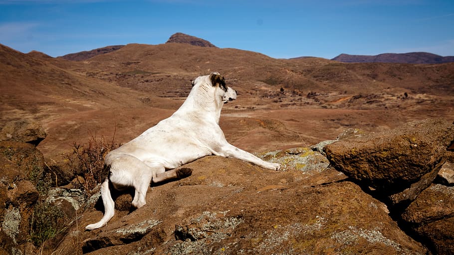 dog, proud, looking, mountains, animal themes, one animal, mammal HD wallpaper