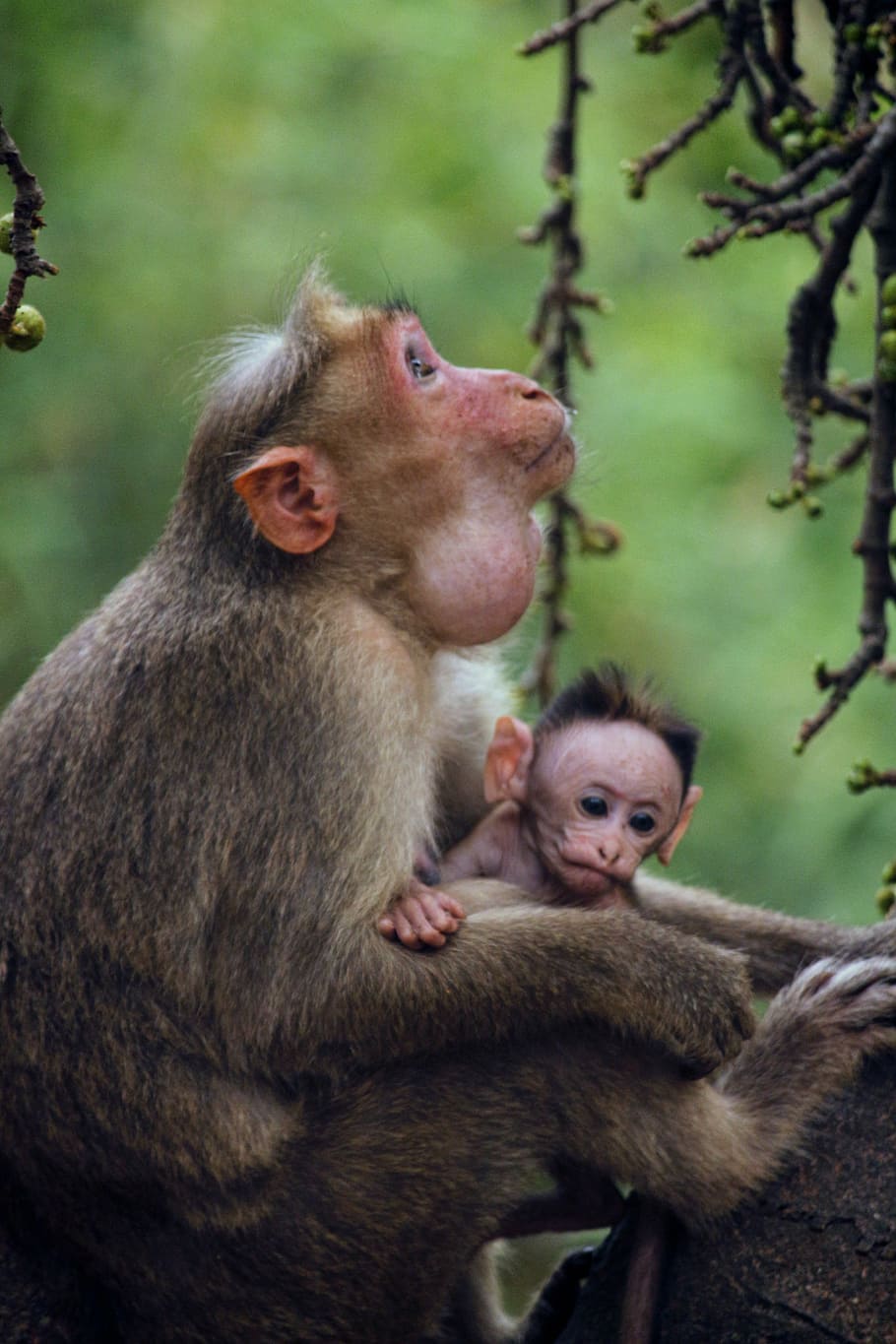 selective focus photography of monkey and baby monkey in forest
