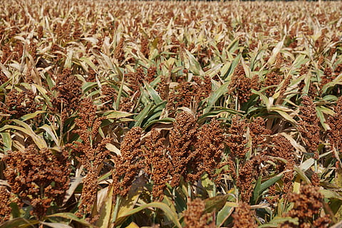 grain, sorghum, milo, cereal, crop, food, graminaceous, farmland HD wallpaper