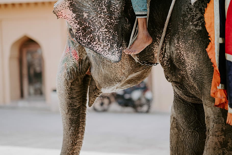 person riding brown elephant, person ride's on elephant, foot HD wallpaper