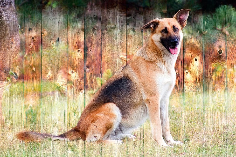 German shepherd dog, animal, view, tongue, animal portrait HD wallpaper
