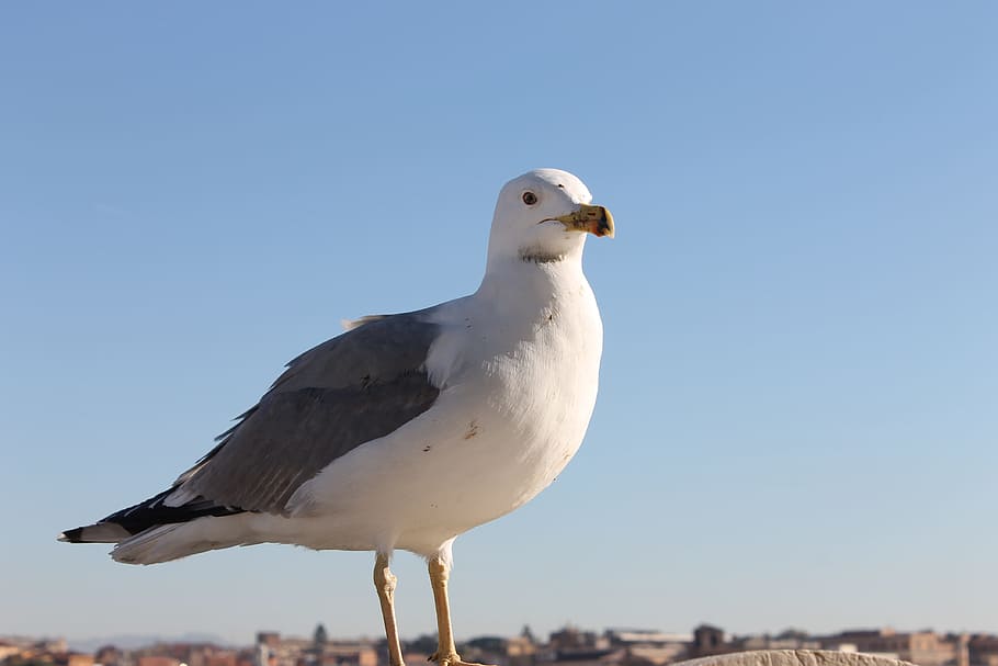 Seagull, Bird, seevogel, one animal, animal wildlife, animal themes HD wallpaper