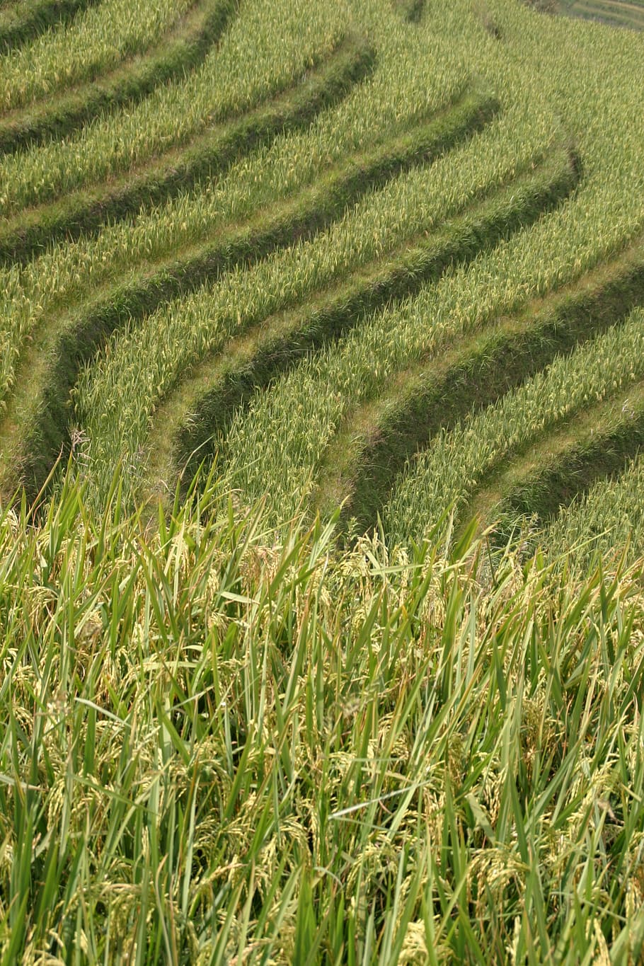 rice, plantation, rice plantations, rice fields, asia, landscape HD wallpaper