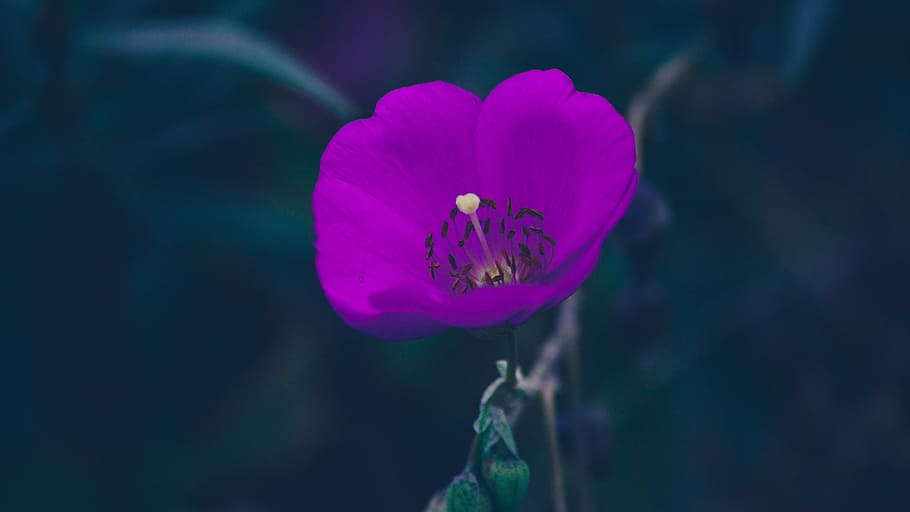 closeup photography purple petaled flower, shallow focus photography of purple flower HD wallpaper