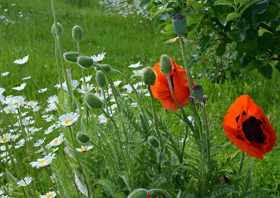 flowers, plant, nature, bloom, sea of flowers, poppies, garden HD wallpaper
