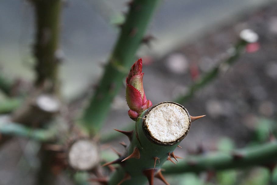 spring, roses, bud, macro, plant, close-up, focus on foreground HD wallpaper