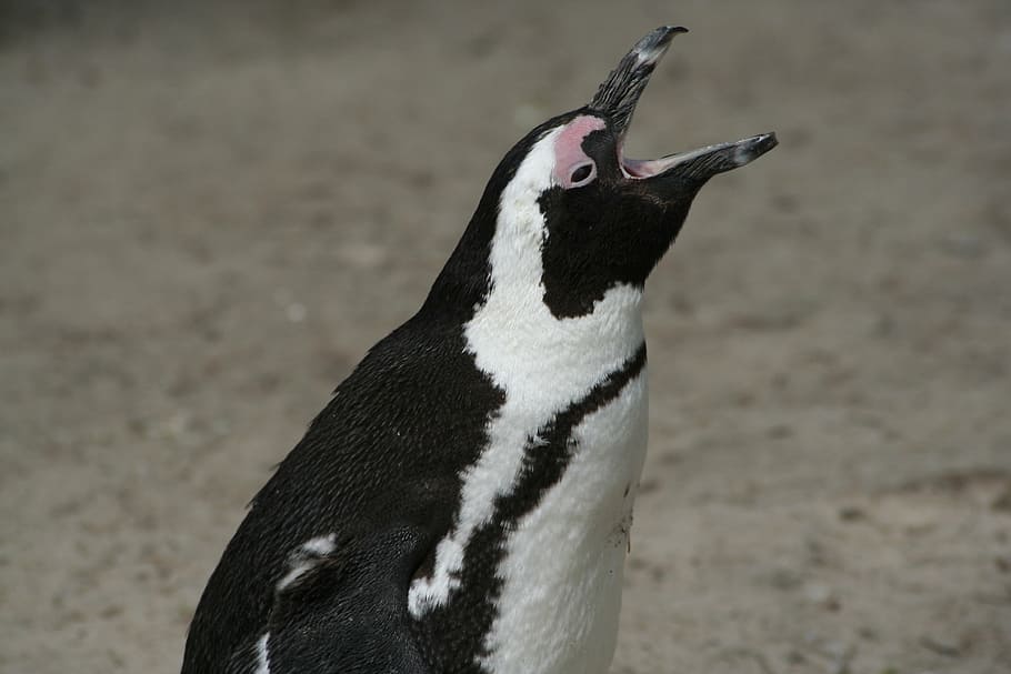 penguin, poor, fur, animal, white, zoo, black, schwaz white HD wallpaper