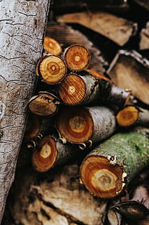 Wooden logs, forest, trunks, timber, wood - Material, tree, nature HD wallpaper