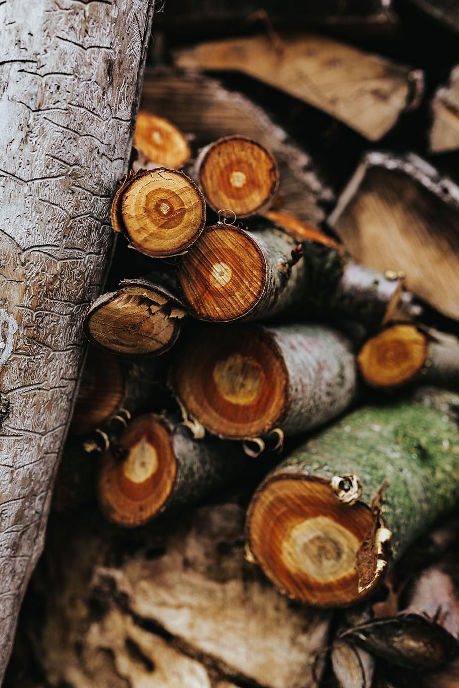 Wooden logs, forest, trunks, timber, wood - Material, tree, nature HD wallpaper