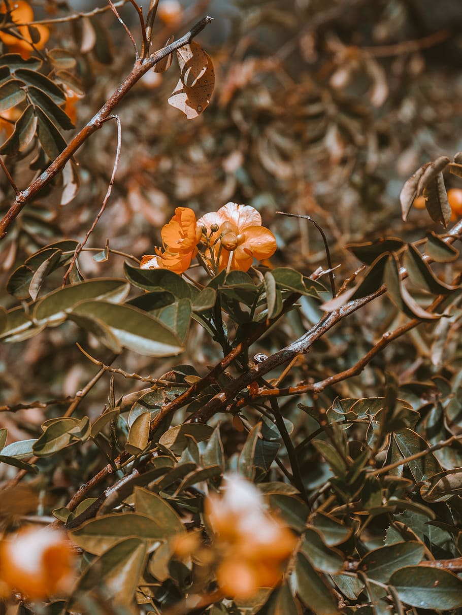 close-up photography of orange flowers, brown petaled flowers HD wallpaper