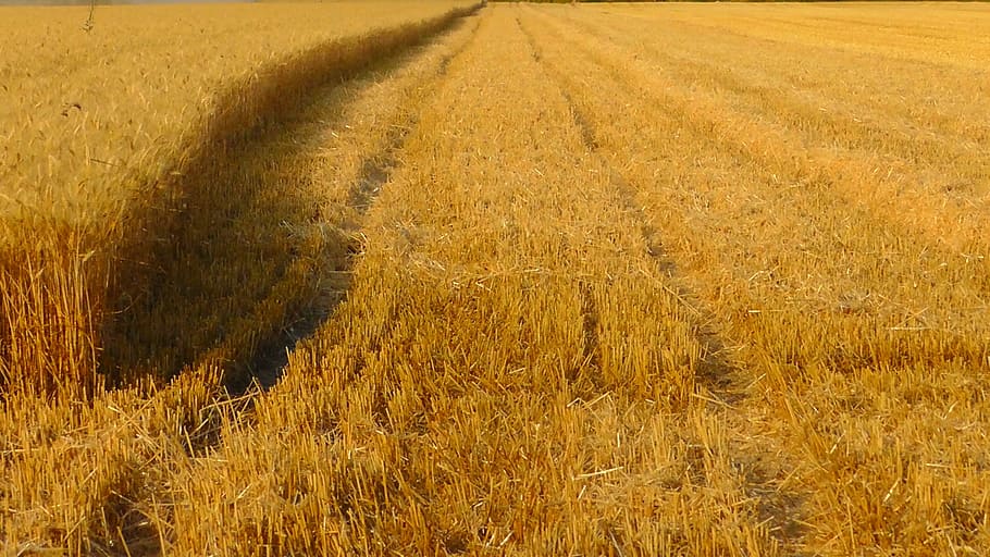 grain harvest, cornfield, grain field, ripe, harvesting, wheat HD wallpaper