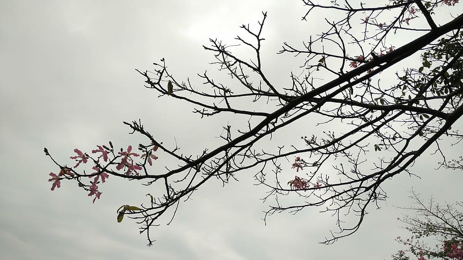 kapok, flower, dark, tree, branch, plant, nature, sky, springtime HD wallpaper