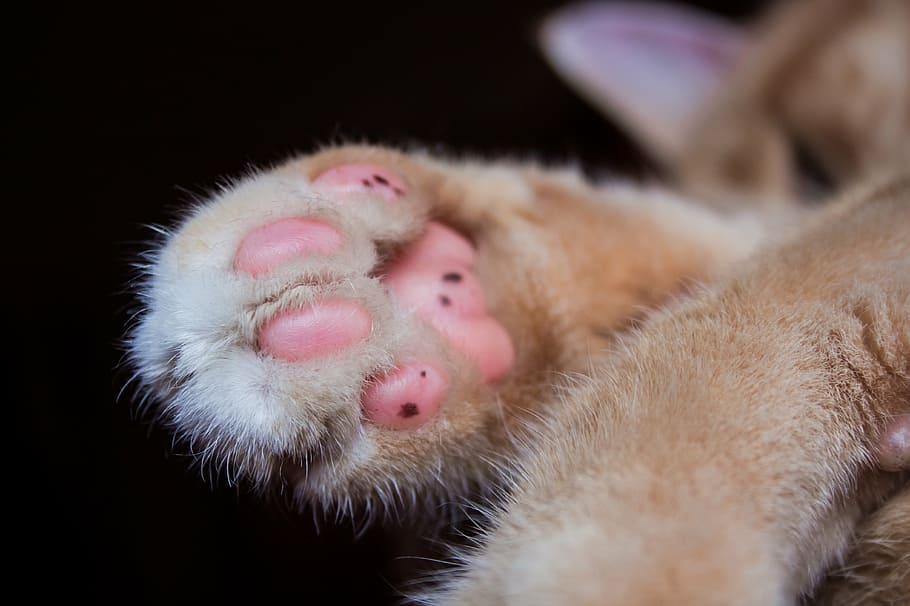 close-up photo of orange cat paw, pet, mieze, paw print, cute HD wallpaper