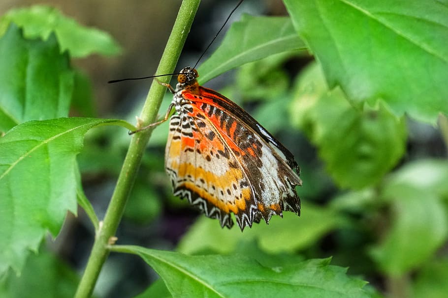 butterfly, leopard lacewing, nature, insect, leaf, outdoors HD wallpaper