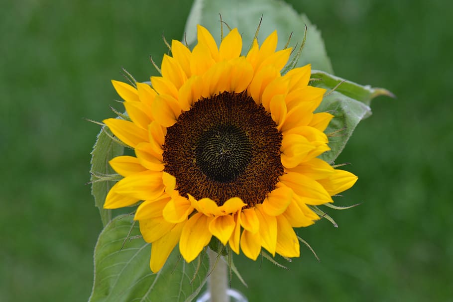 sunflower, nature, flowering plant, yellow, freshness, flower head HD wallpaper