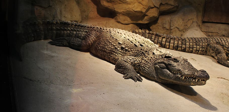 armor, crocodile, leather shoes, animal themes, reptile, animal wildlife HD wallpaper