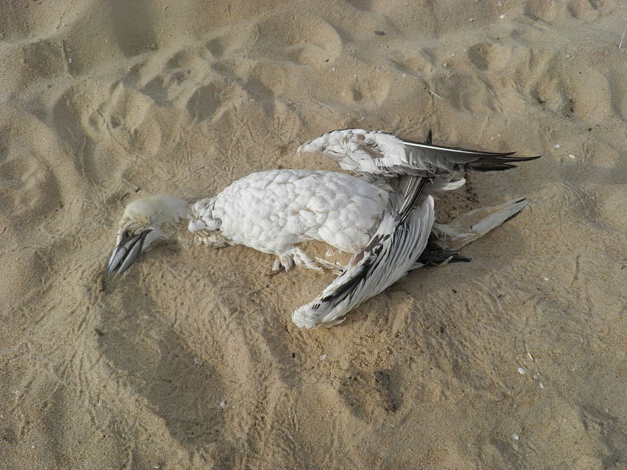 Dead Bird, Beach, Pollution, conservation, stork, environment HD wallpaper