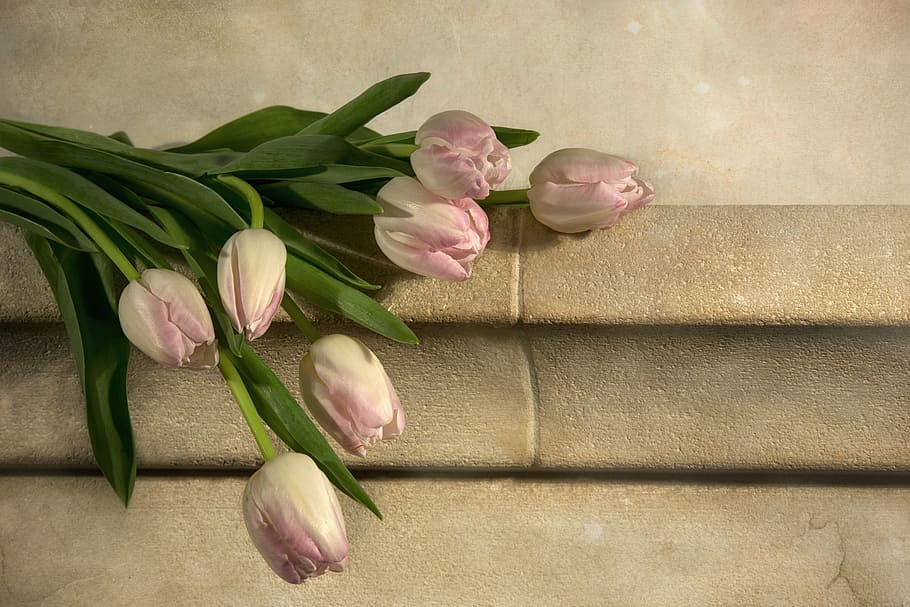 pink tulips on grey concrete, nature, flowers, tulip spring HD wallpaper