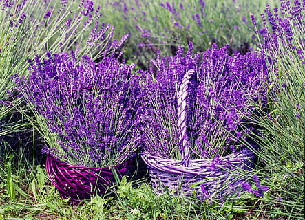 lavender on baskets, nature, summer, flower, natural, fragrance HD wallpaper