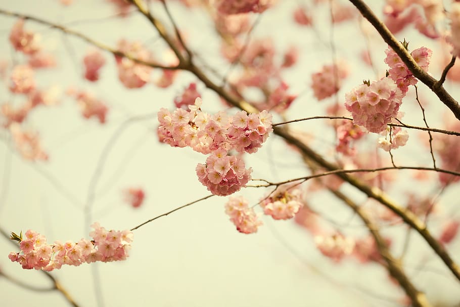 shallow focus photo of pink flowers, blossom, bloom, bush, spring HD wallpaper