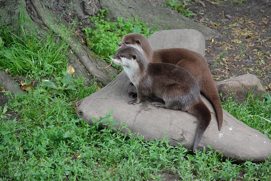 two brown otters standing on gray tree trunk, close-up, head HD wallpaper