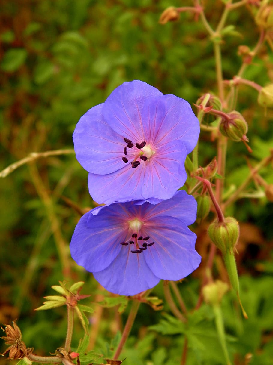 forests, nature, flowers, flowering plant, beauty in nature HD wallpaper