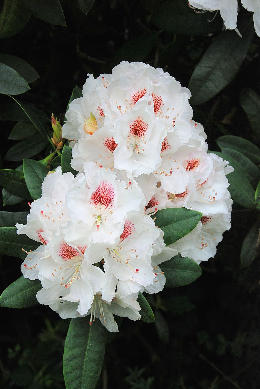 rhododendron, shrub, evergreen, bush, white, flower, flowering plant HD wallpaper