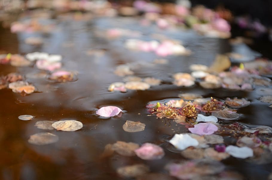 flowers floating on body of water, spring, petal, plum, plant part HD wallpaper