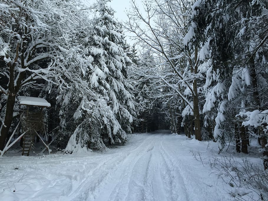 winter way, forest, hunter was, forest path, wintry, trees HD wallpaper