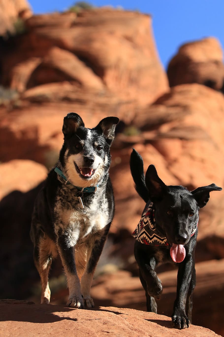 two small and adult dog on stone, two large short-coated black and white dog standing on rocks