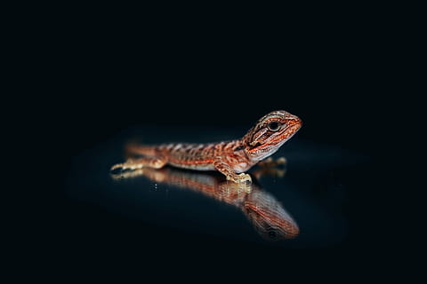 bearded agama, bearded dragon, lizard, reptile, dark, black HD wallpaper