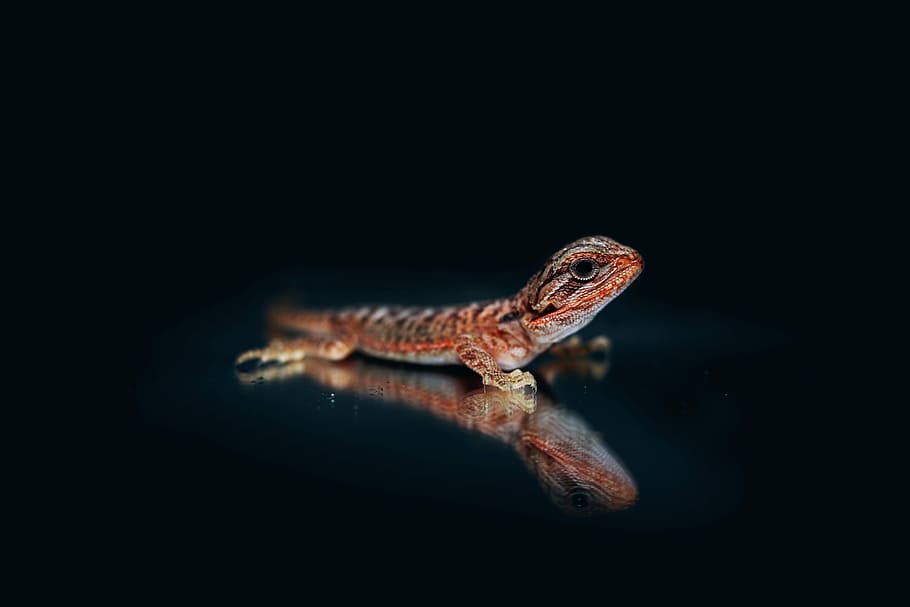 bearded agama, bearded dragon, lizard, reptile, dark, black HD wallpaper