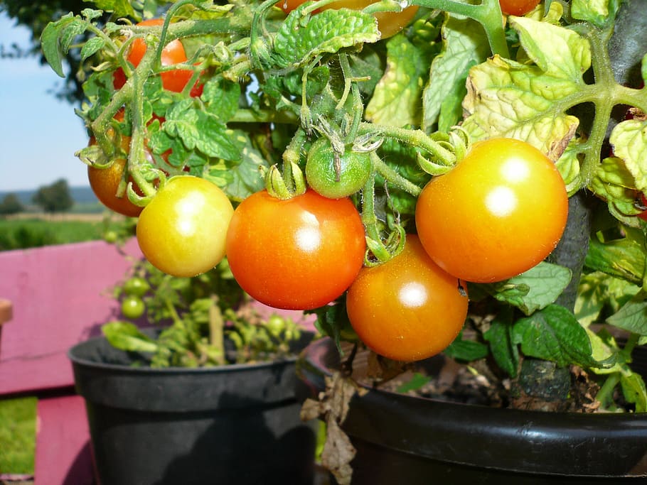 Tomatoes, Pot, Green, Food, red, vegetables, vegetarian, frisch HD wallpaper