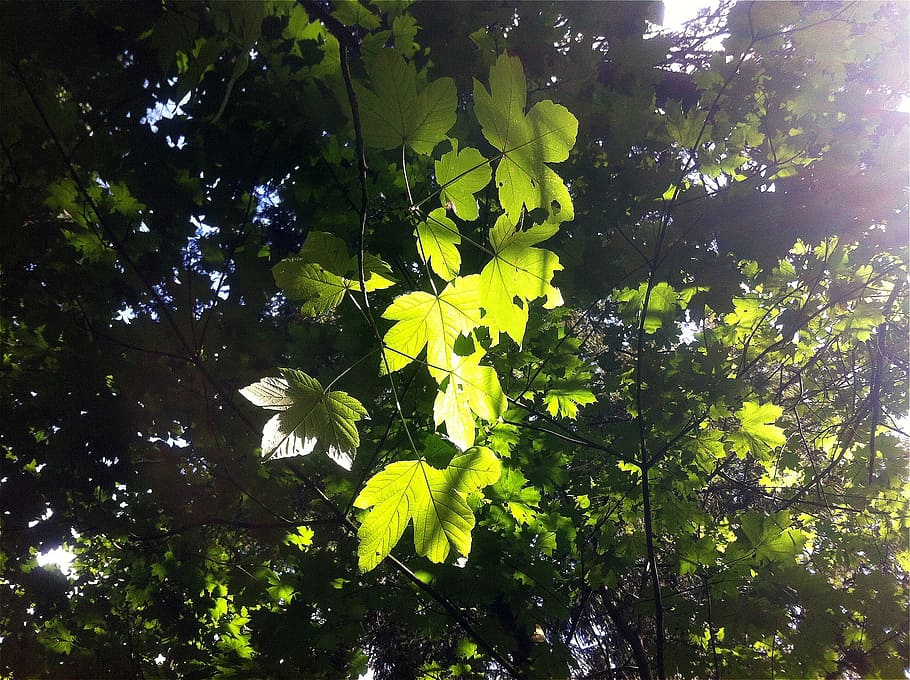 leaves, green, plant, light, nature, tree, growth, low angle view HD wallpaper
