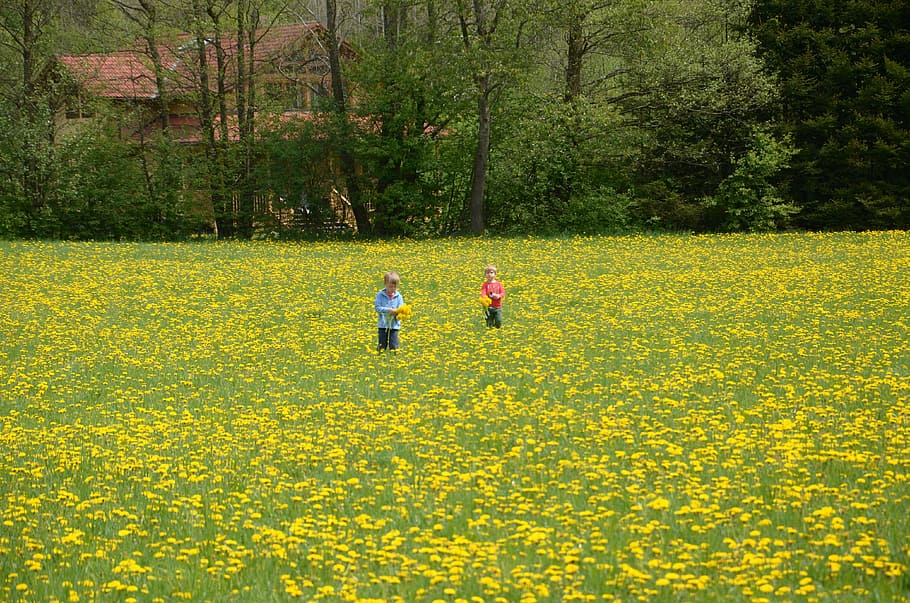 children, meadow, dandelion, flower, flowers, plant, nature HD wallpaper