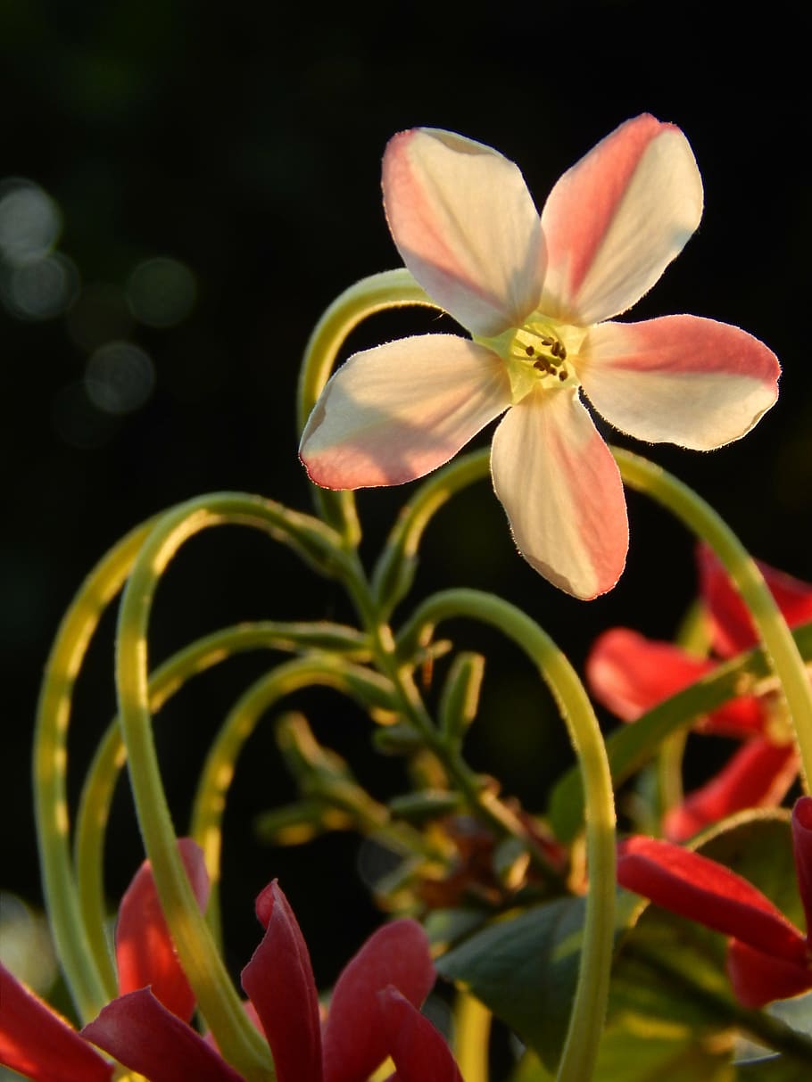 flower, bloom, li, floral, nature, blossom, summer, natural HD wallpaper