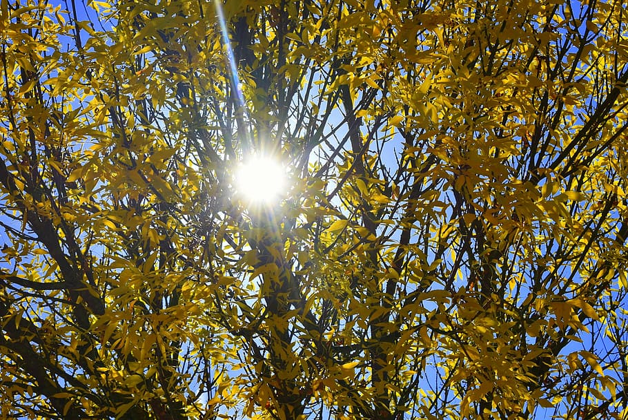 autumn, yellow, sun, tree, leaves, season, nature, fall colors HD wallpaper