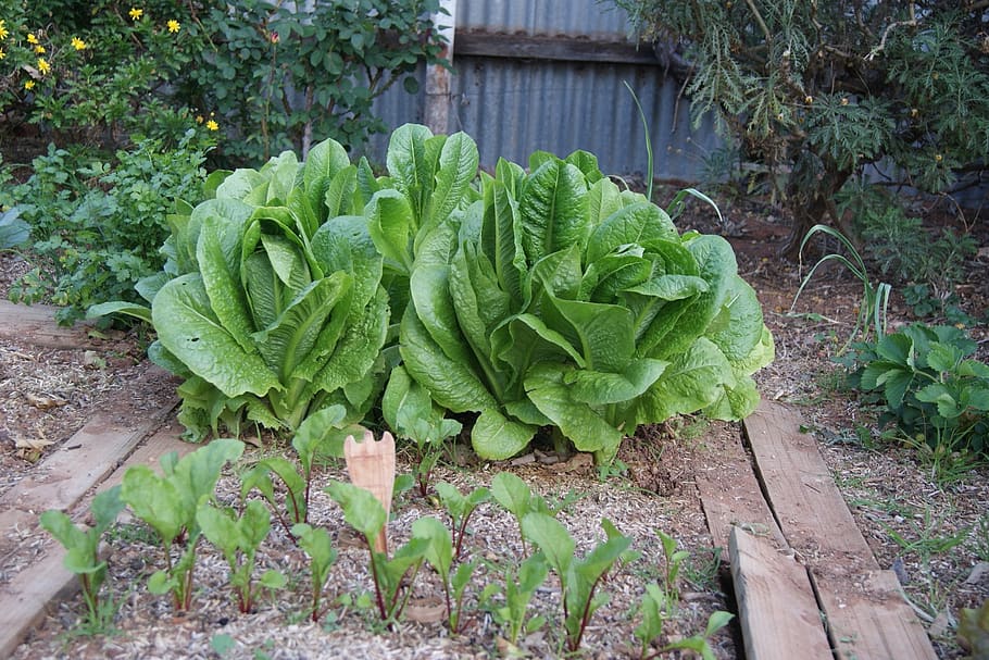 lettuce, vegetable garden, beetroot, green color, food and drink HD wallpaper